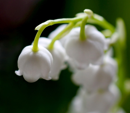 Lily of the valley white flowers, macro, soft focusの写真素材