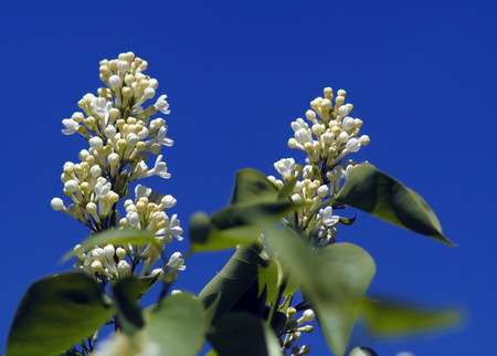 delicate white lilac blossomed on the tree lit by the spring sunの写真素材