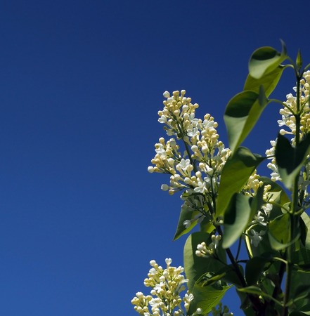 delicate white lilac blossomed on the tree lit by the spring sunの写真素材