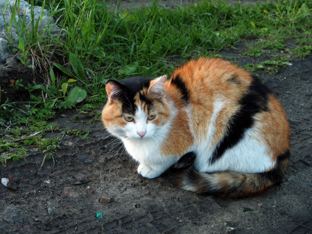 tricolor cat sitting on a dirt road on a background of green grassの写真素材