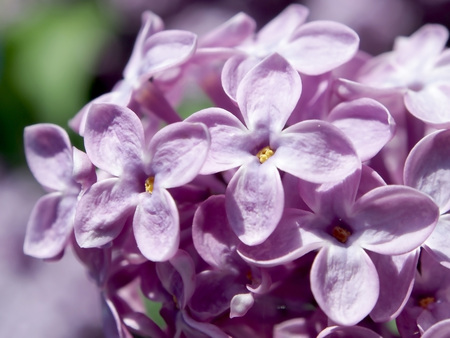 branch of lilac on a Bush close-up, you can see the structure of the flower, narrow focus areaの写真素材