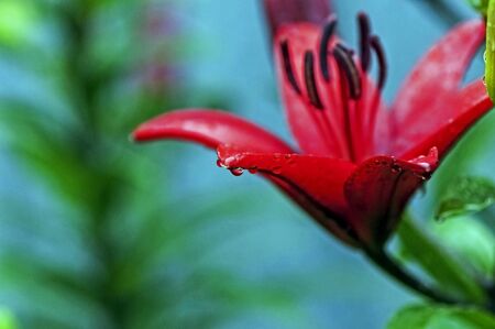 raindrops on the red petals of the Lily, a narrow focus areaの写真素材