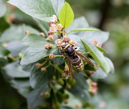 bald-faced hornet with latin name Vespa crabro gathers nectar from a flowering shrubの写真素材