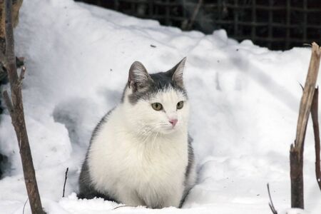 white gray cat sitting in the snow in early springの写真素材