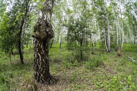 mushroom with the Latin name Inonotus obliquus grew on birch in the forestの写真素材