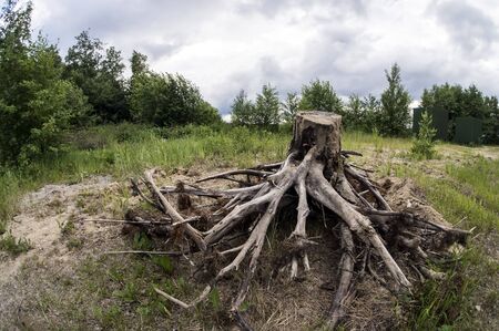 old stump with roots sticking out in all directions on the lake shore