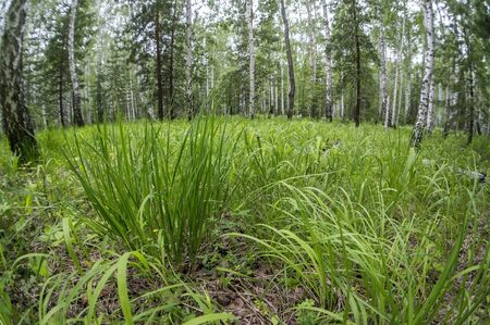 tough green grass with cutting edges grows in the forestの写真素材