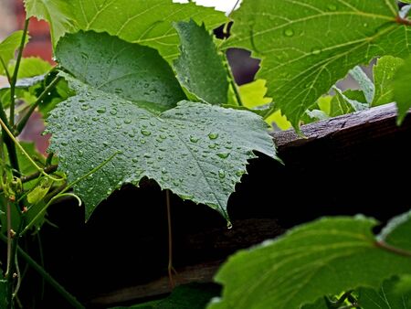 raindrops on the leaves of grapes on the background of a blurred rural landscapeの写真素材