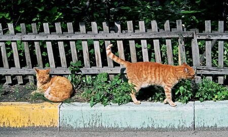 two red cats bask in the sun near the front gardenの写真素材