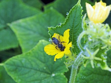 bee collects nectar from a yellow cucumber flower in a greenhouseの写真素材
