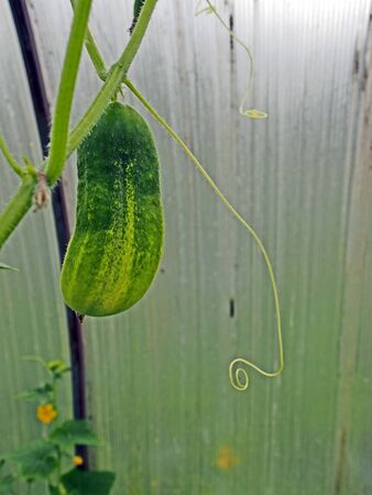 fresh green cucumber is matured in a greenhouseの写真素材