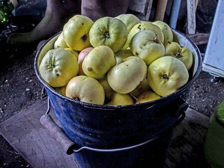 bucket with fresh fragrant applesの写真素材