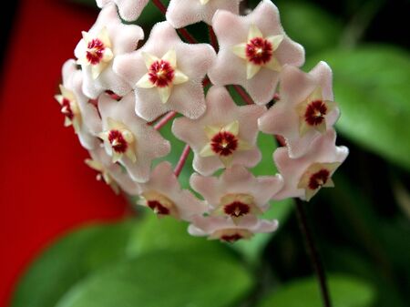 Flower Of Hoya Carnosa. Porcelain flower or wax plant. Has wax leaves and sweet-smelling flowersの写真素材