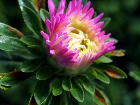 Blooming Bud of pink Aster close-up, narrow focus area, early Sunny morningの写真素材
