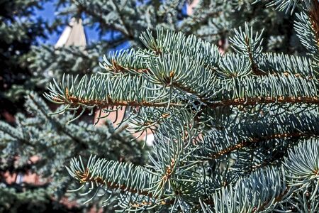 blue spruce branch in the garden, macro, narrow focus area