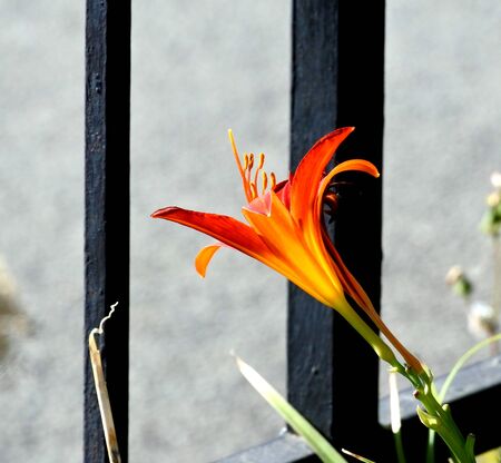 bright orange, almost red Lily in the gardenの写真素材