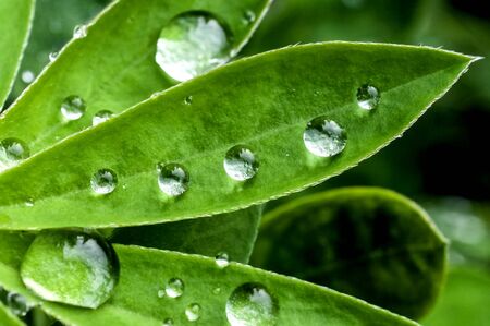 dew drops on green leaves in the early morning, macro, narrow focus area