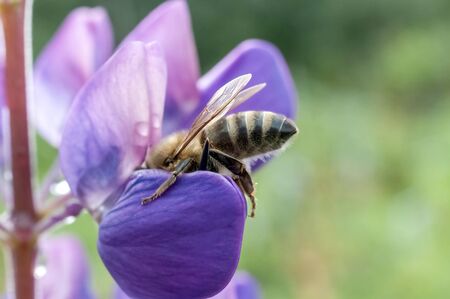 bee on a lupine flower on a blurred natural background, macro, narrow focus areaの写真素材