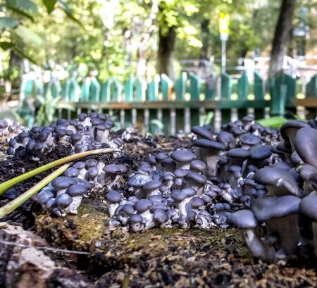 mushroom colony on an old stump in the city limits