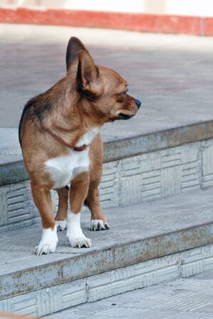 light brown Chihuahua stands on the stone steps, view in profile