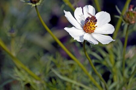bee collects nectar on the flower of the white cosmea, macroの写真素材