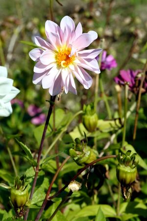 pink Dahlia in the garden on a blurred natural backgroundの写真素材