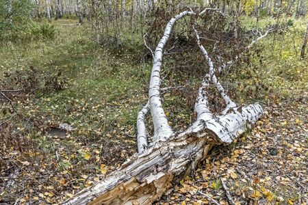 birch broken by the wind lies on the ground in the autumn forestの写真素材
