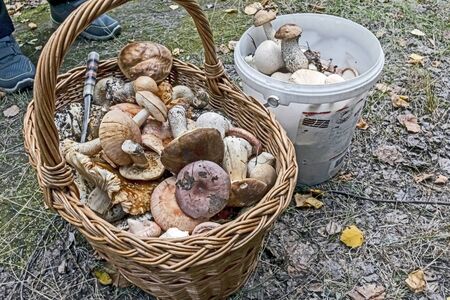 mushrooms in the basket are just picked in the forest in autumnの写真素材