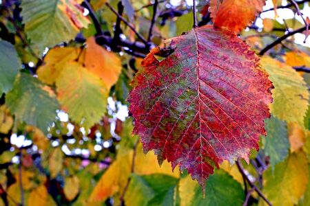 red and red-green autumn leaves on the tree, macroの写真素材