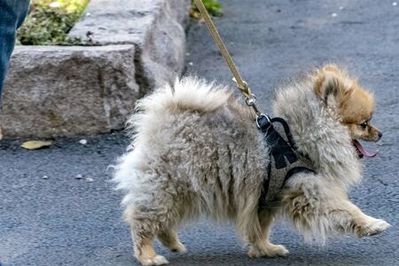 little fluffy puppy walking on the groundの写真素材