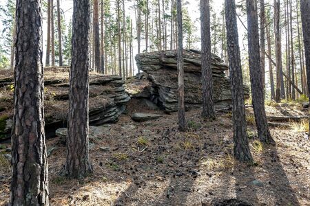pine forest in the southern Urals in the area of the Chashkovsky ridge near the city of Miass,...