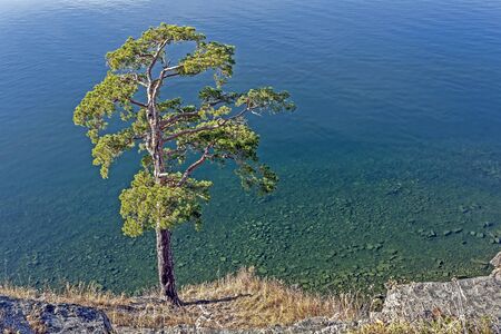 lonely pine tree on the rocky shore of lake Turgoyak in the southern Urals, the lake is also called the younger brother of lake Baikal for the purity of the waterの写真素材