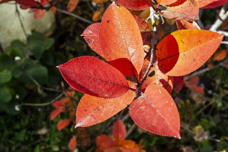 red and orange autumn leaves on a Bush of black mountain ash illuminated by the sun