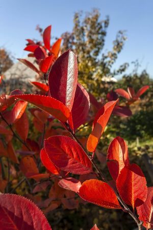 red and orange autumn leaves on a Bush of black mountain ash illuminated by the sunの写真素材