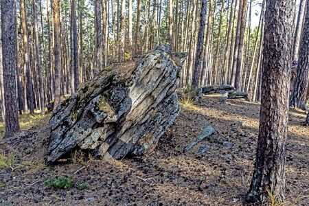 Pine Forest in the southern Urals in the area of Chashkovsky ridge near the city of Miass, autumn,...