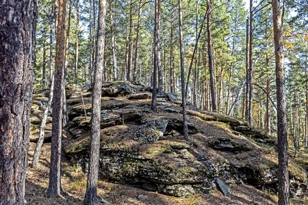 Pine Forest in the southern Urals in the area of Chashkovsky ridge near the city of Miass, autumn, stone ridges are ancient Ural mountains, the layered structure of ancient granite is visibleの写真素材