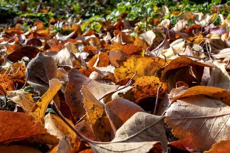 colorful fallen autumn Apple-tree leaves on the ground close-up, bottom view