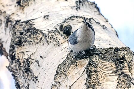 bird nuthatch with the Latin name Sitta europaea on the trunk of a birch tree in the forest in the southern Urals in the autumnの写真素材