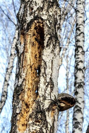 hollow hollowed out by a woodpecker in an old tree in the forest of the southern Urals