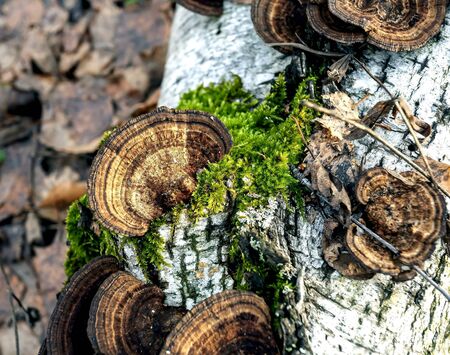mushroom tinder with the Latin name Trametes versicolor in the autumn forest on the trunk of an old fallen tree in the southern Uralsの写真素材