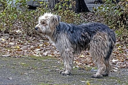shaggy unkempt and dirty yard dog stands on the ground on a cloudy autumn dayの写真素材