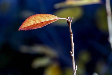 last autumn multi-colored orange yellow red leaves on the Bush illuminated through the sun, macro, narrow focus areaの写真素材