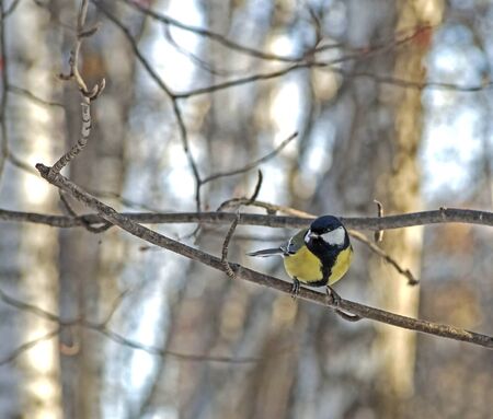 tit on a tree branch in the winter forestの写真素材