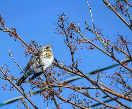 Rowan thrush, a bird with the Latin name Turdus pilaris on a branch of a Rowan tree in winterの写真素材