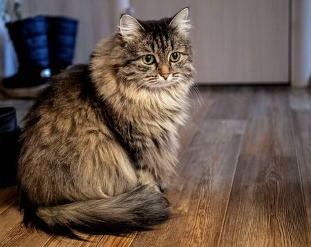 Siberian cat sitting on the floor. Portrait of a cat with a small depth of fieldの写真素材