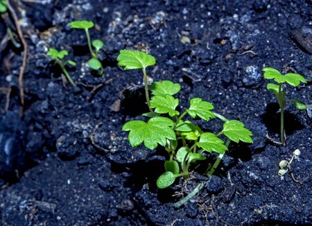 small strawberry sprouts, macro, growing strawberry seedlings from seeds at home on the windowsillの写真素材