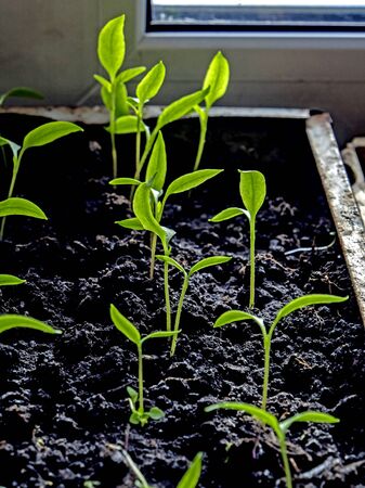 seedlings of peppers on the windowsill illuminated by the sunの写真素材
