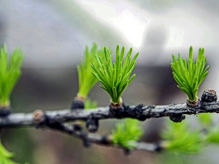 first green leaves on the branch of a larch treeの写真素材