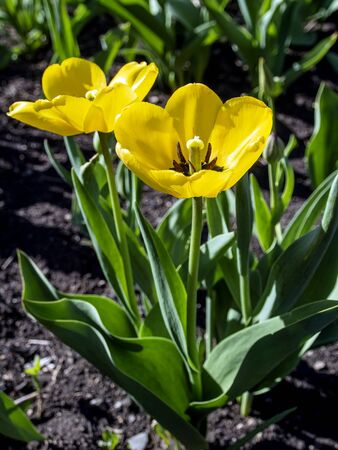 yellow tulips bloomed in the gardenの写真素材
