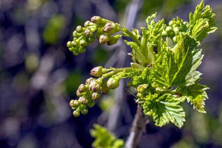red currant buds will soon bloom, close-up on the background of leaves, the concept of spring time